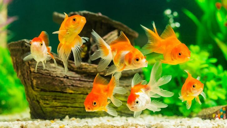 How to feed fish while on vacation?