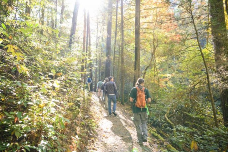 forest hiking destinations in the U.S.