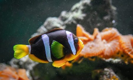 How to feed fish while on vacation?