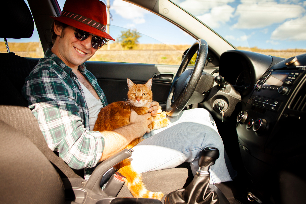 How to travel with a cat?