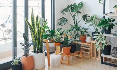 The best healthy houseplants that will enhance your living space.