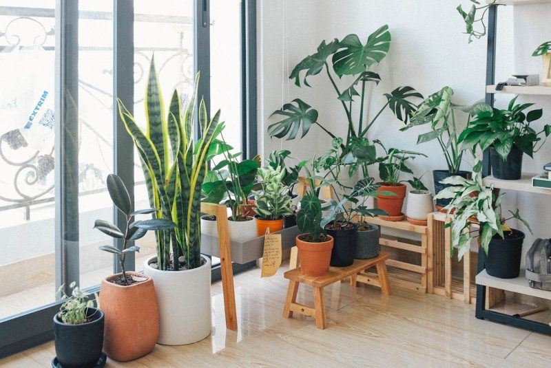 The best healthy houseplants that will enhance your living space.